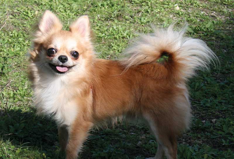 perro chihuahua peludo macho 