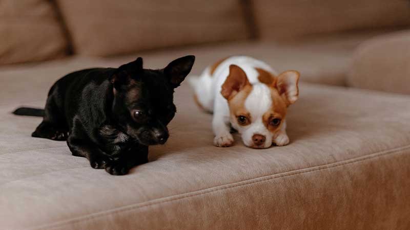 dos perros chihuahua sobre un sofa