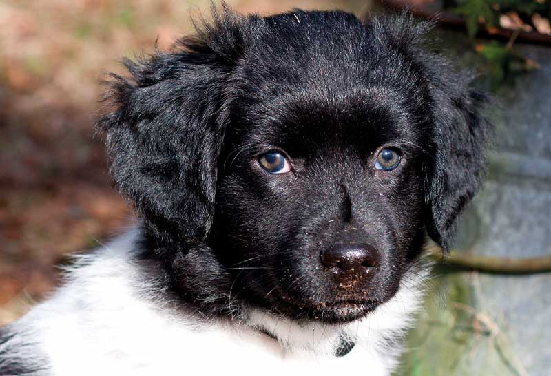 perdiguero frison cachorro