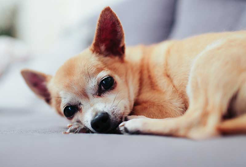 perro chihuahua acostado en la silla