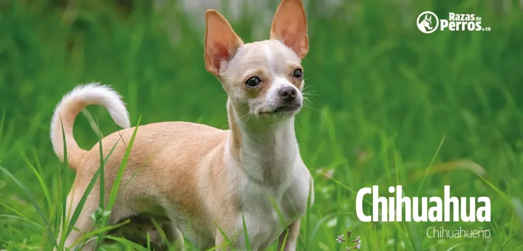 raza de perro chihuahua