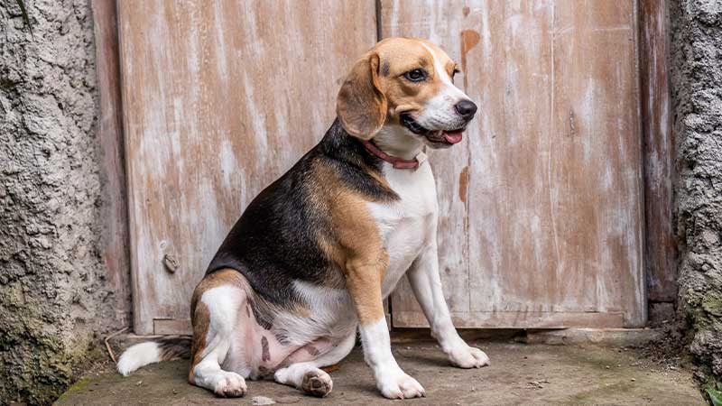 beagle hembra sentada