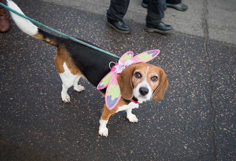 beagle hembra con alas de libelula