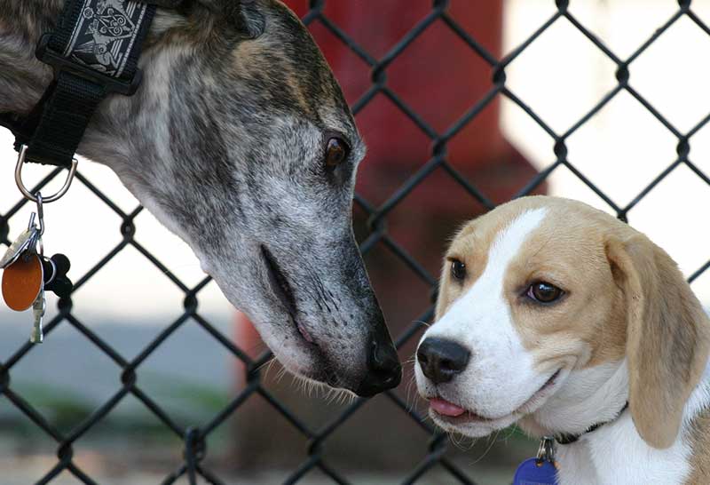 beagle interactuando con un lebrel