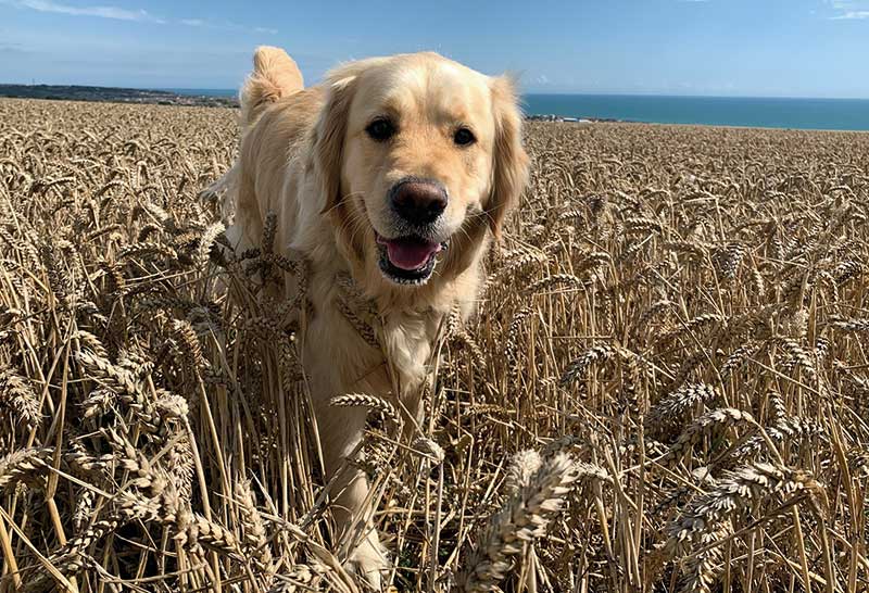 perro cobrador dorado entre hierba