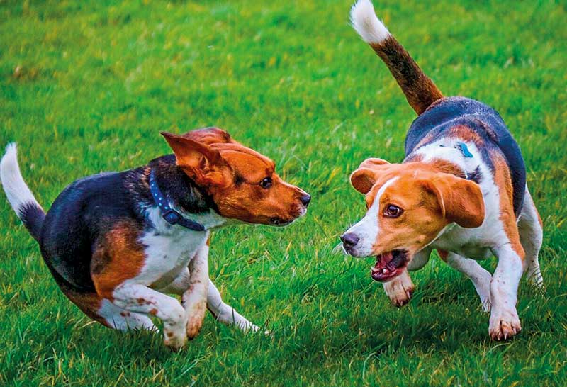 perros beagle jugando en el cesped