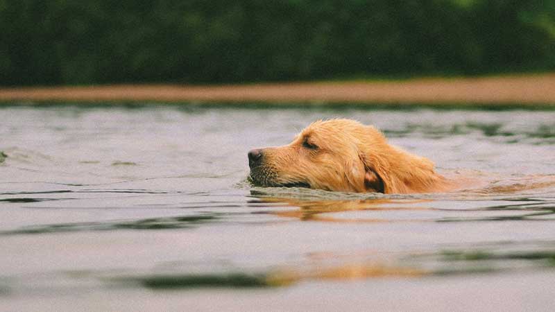 golden retriever nadando en lun lago