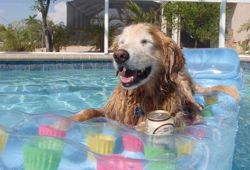 golden retriever en la piscina