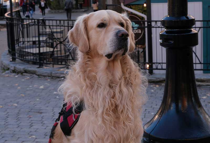 golden retriever macho sentado en la calle