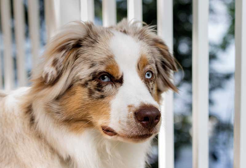 pastor australiano macho de 7 meses