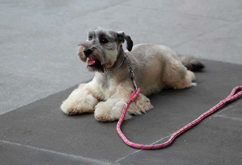 perra schnauzer acostada sobre la alfombra