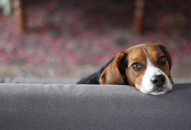 beagle reposando su cabeza en la silla