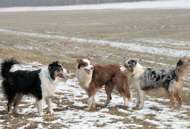 tres perros de raza pastor australiano