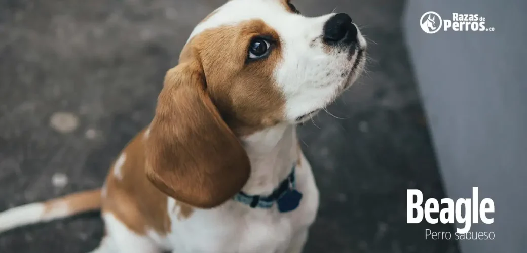 raza de perro beagle