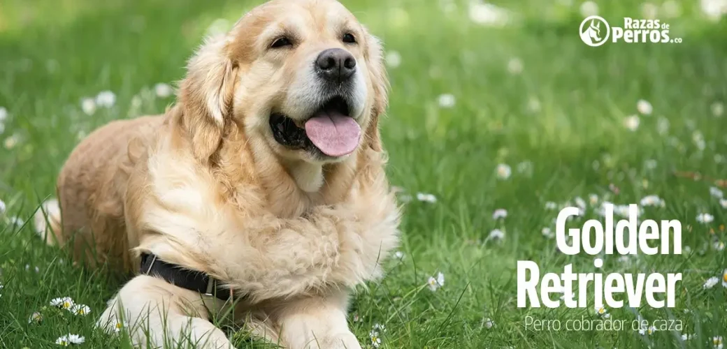 raza de perro golden retriever