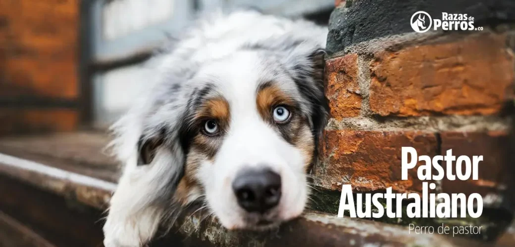 raza de perro pastor australiano