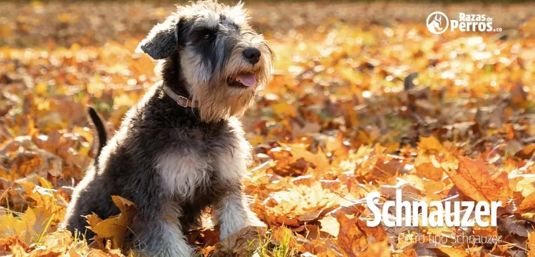 raza de perro schnauzer