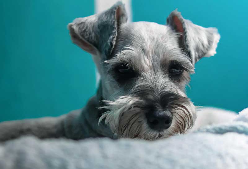 schnauzer acostado en la cama