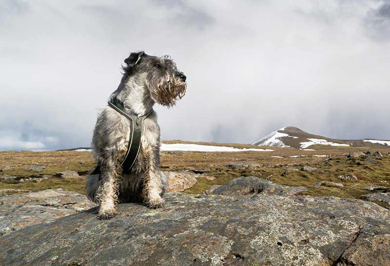 schnauzer hembra sentada sobre una roca