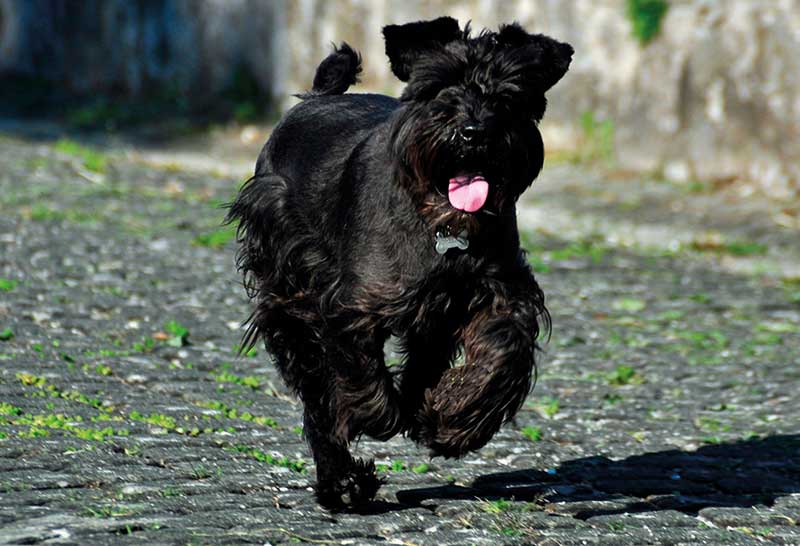 schnauzer color negro corriendo