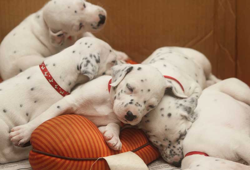 camada de perros dalmata cachorros