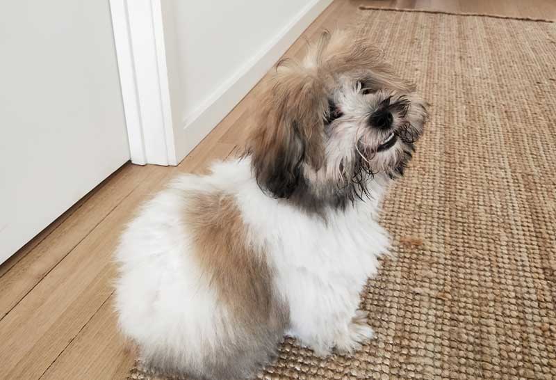 coton de tulear de 6 meses