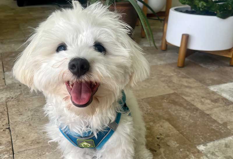 perro coton de tulear de 7 meses