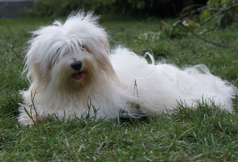 coton de tulear macho acostado