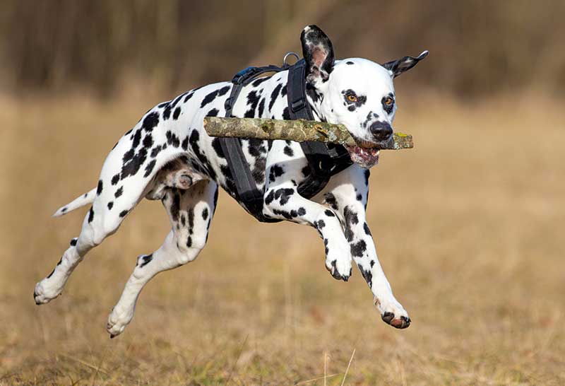 dalmata jugando con un palo de madera