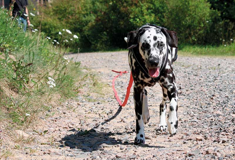 dalmata macho paseando