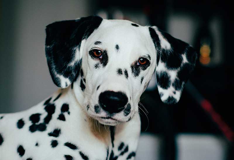 rostro del perro dalmata