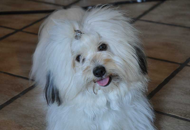 perro coton de tulear