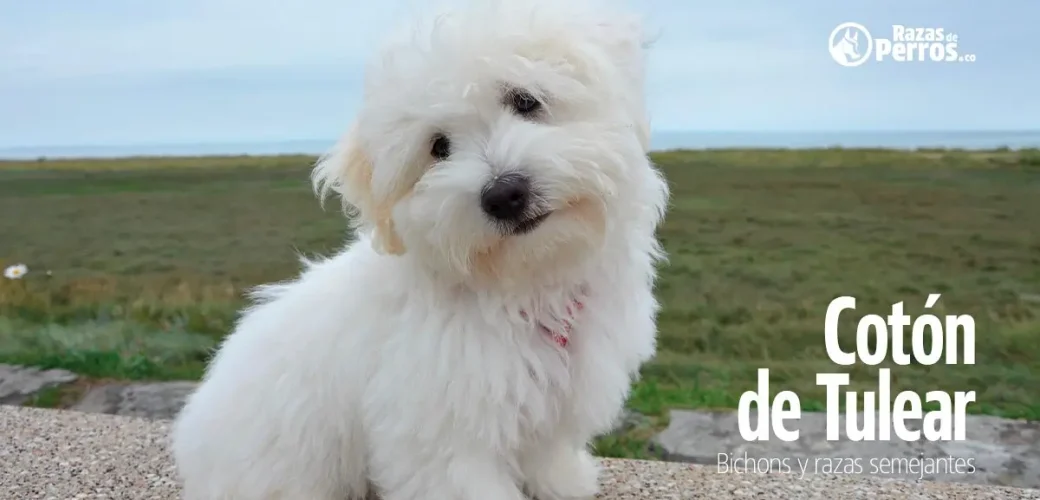 raza de perro coton de tulear