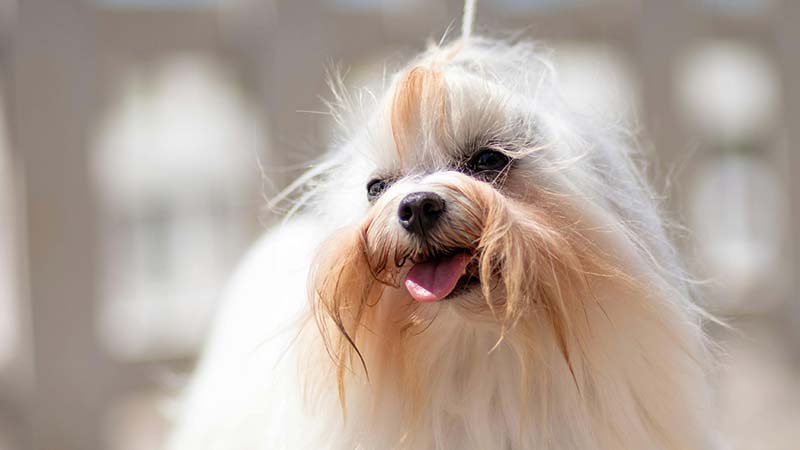 bigotes del perro coton de tulear