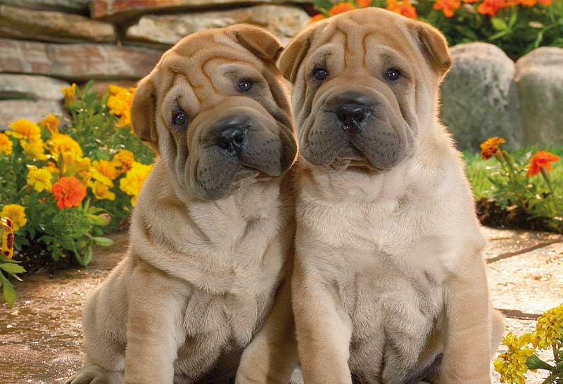 Shar Pei cachorros