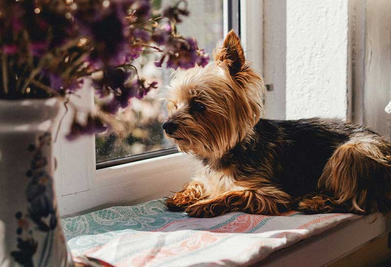 yorkshire terrier mirando por la ventana