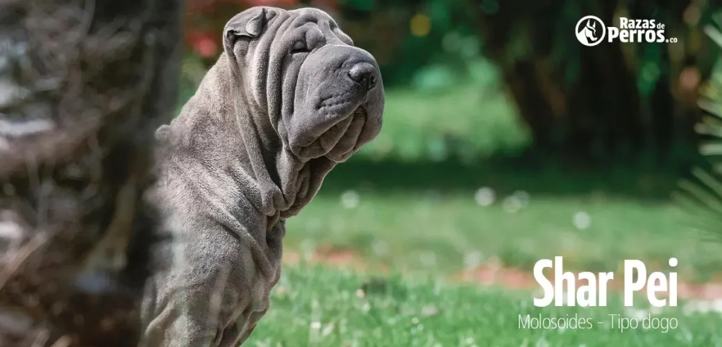 raza de perro shar pei