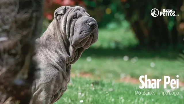 raza de perro shar pei