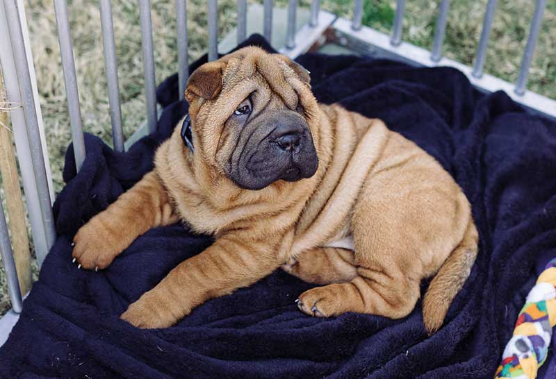 shar pei cachorro color dorado