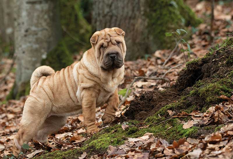 shar pei en un bosque