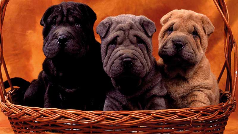 hermanos shar pei en una canasta