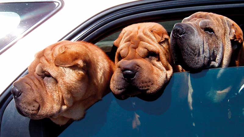 tres perros de raza shar pei