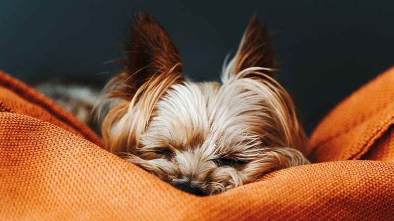 yorkshire terrier durmiendo