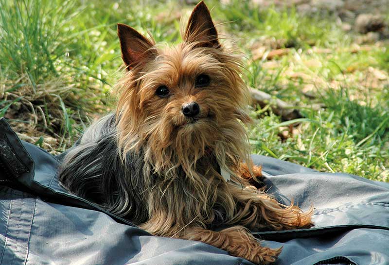 yorkshire terrier hembra