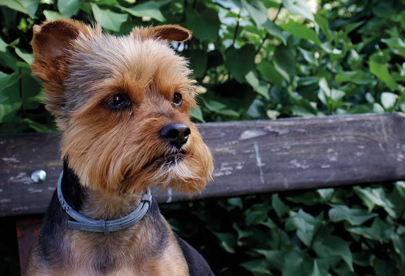 perro yorkshire terrier macho