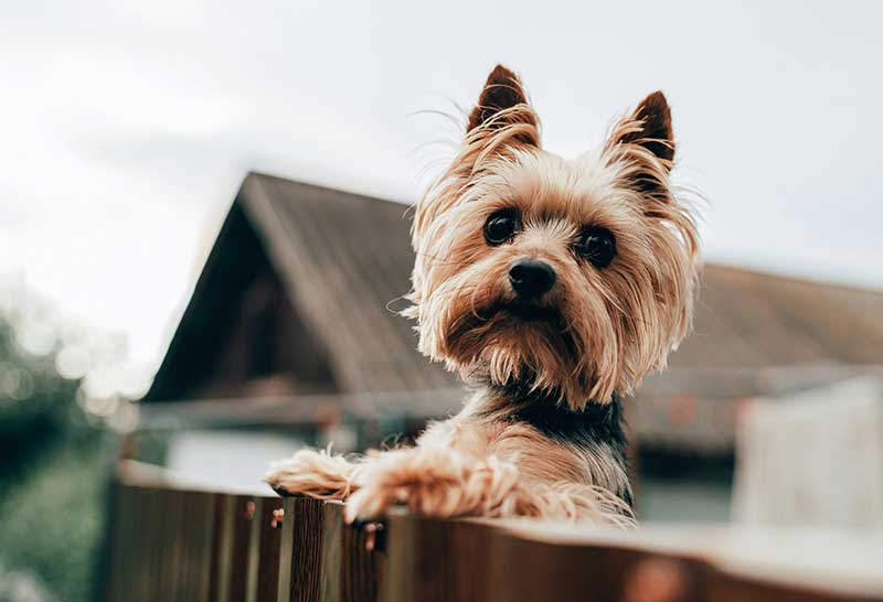 yorkshire terrier asomado en la cerca