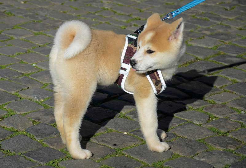 akita inu cachorro con pechera