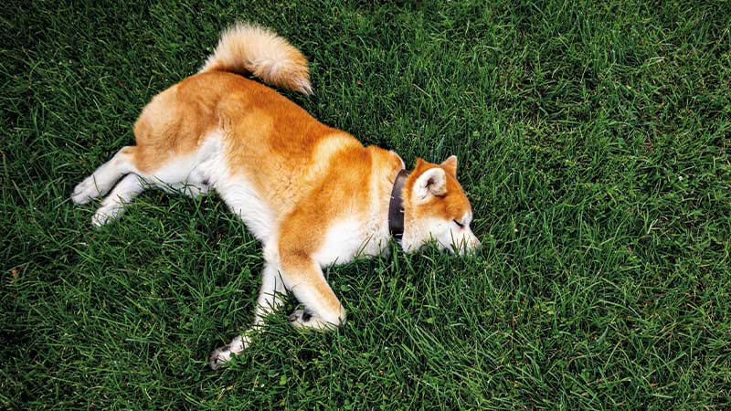 akita inu durmiendo