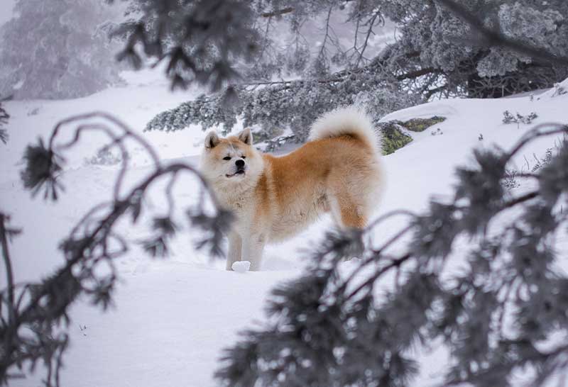 perro akita inu en la nieve