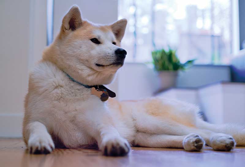 akita inu macho descansando